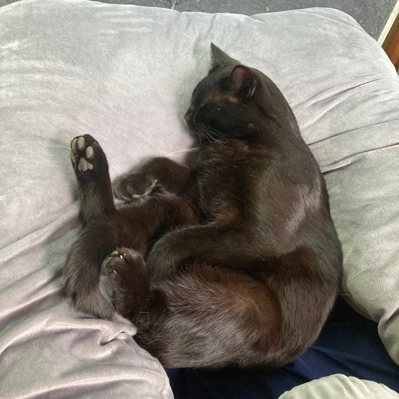 Meet your Posher, Suzy! - Picture 8 of 9